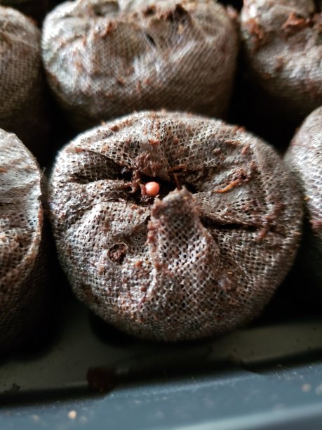 草莓种子图片下载