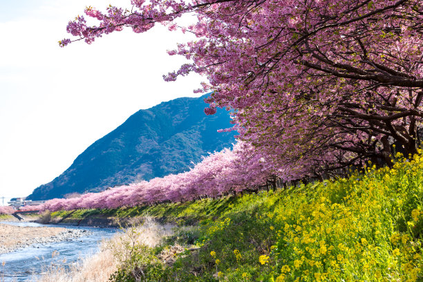 河流沿岸的油菜花与河津樱图片下载