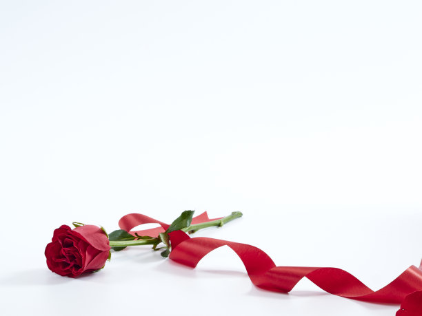 单瓣红玫瑰，白色底色上红丝带。贺卡和婚礼，爱的象征。图片下载