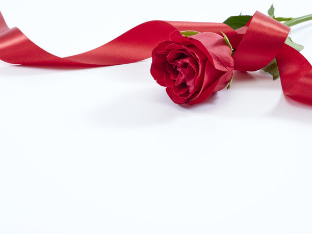 单瓣红玫瑰，白色底色上红丝带。贺卡和婚礼，爱的象征。图片下载