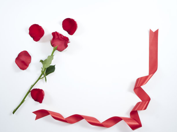 单瓣红玫瑰，白色底色上红丝带。贺卡和婚礼，爱的象征。图片下载