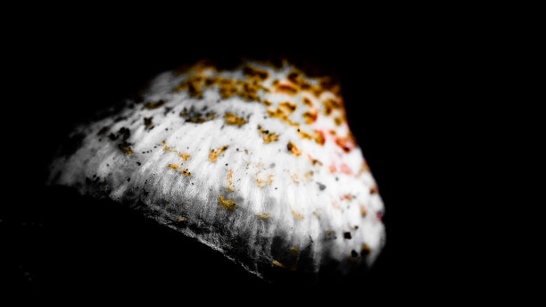 黑暗丛林中的神奇蘑菇图片下载