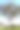 美丽的桉树在日落与美丽的蓝天背景悉尼公园图片下载