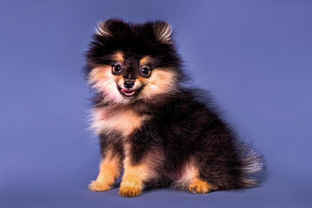 可爱的博美犬狗在灰色的背景。图片下载