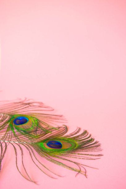 美丽的羽毛从孔雀尾巴上孤立的淡粉色背景。图片下载