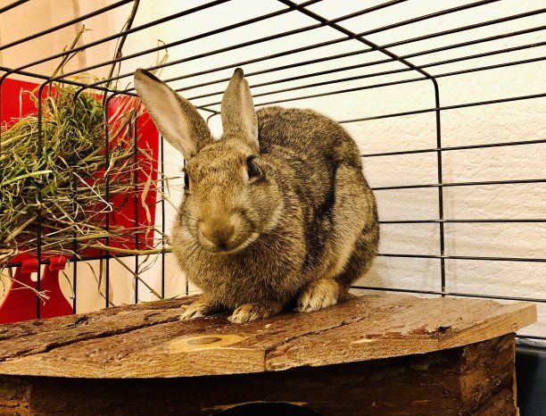 兔子在他的笼子里。图片下载