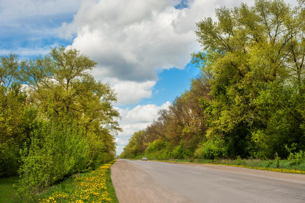 柏油路，盛开的树木和蒲公英在春天图片下载