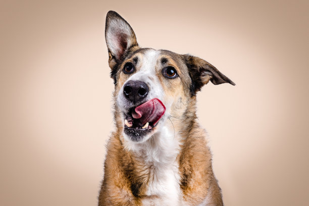 股票照片的棕色和白色的狗与提高的耳朵舔米色的背景。图片下载