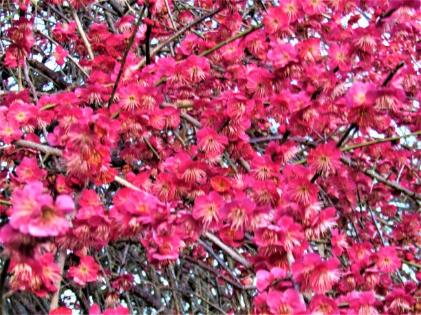 2月。日本。一切都是紫色的。早晨是梅园。图片下载