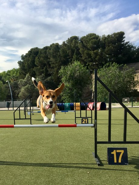 敏捷犬图片下载