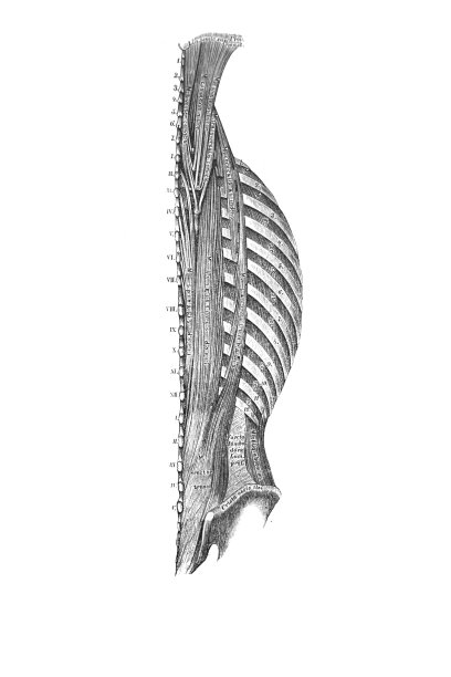 维什涅夫斯基议员的旧书《人体解剖学》中长长的背部肌肉，1890年，莫斯科图片下载