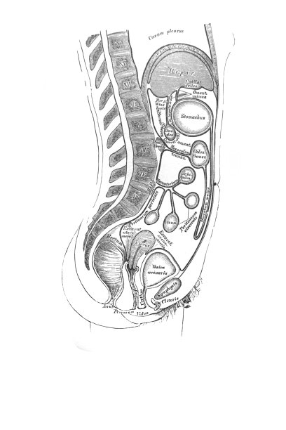 维什涅夫斯基议员的旧书《人体解剖学》中女人的器官，1890年，莫斯科图片下载