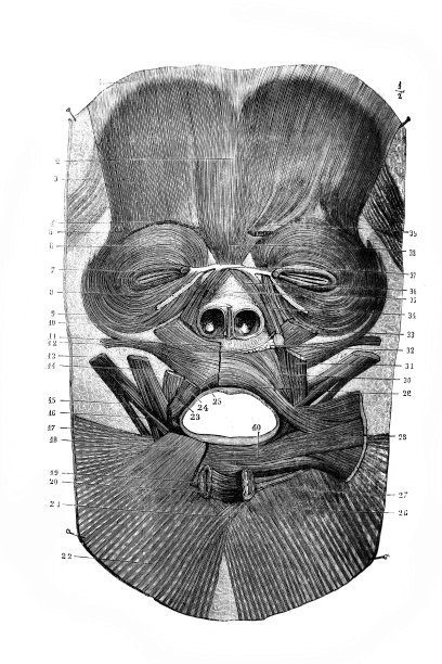 《外科解剖学》中的面部肌肉，作者是B. Anger, 1869年，巴黎图片下载
