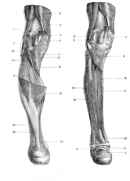 《外科解剖学》，B. Anger著，1869年，巴黎图片下载