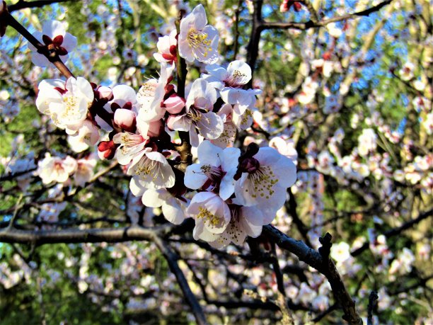 2月。日本。梅花在日出。图片下载