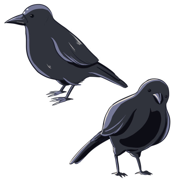 乌鸦图片下载