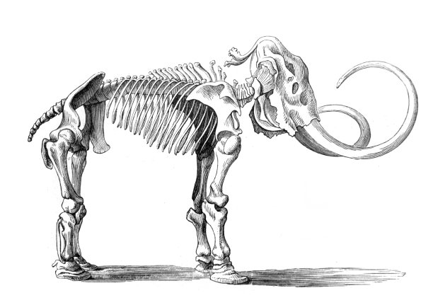 长毛象的骨架，收录在《迈耶斯辞典》第4卷，1897年，莱比锡图片下载