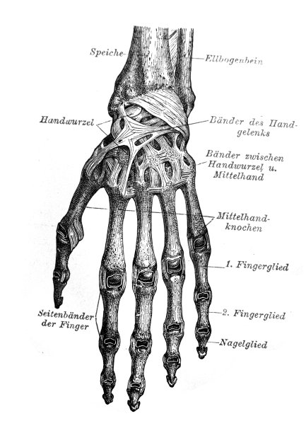 手腕骨骼的计划在旧书梅耶斯辞典，第2卷，1897年，莱比锡图片下载