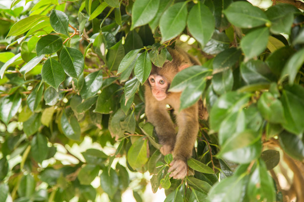 这是一只小猴子在树叶间窥视的照片图片下载