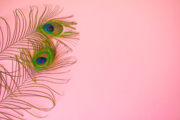 美丽的羽毛从孔雀尾巴上孤立的淡粉色背景。图片下载