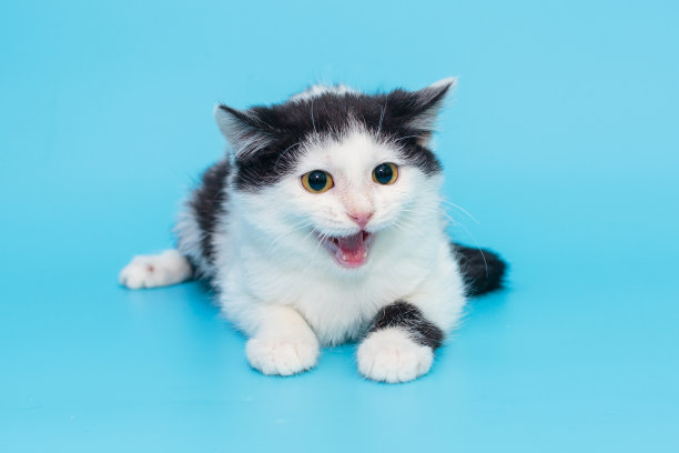 小白猫和小黑猫大声喵喵叫图片下载