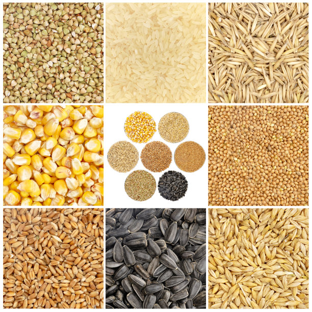 谷物和基本主食图片下载