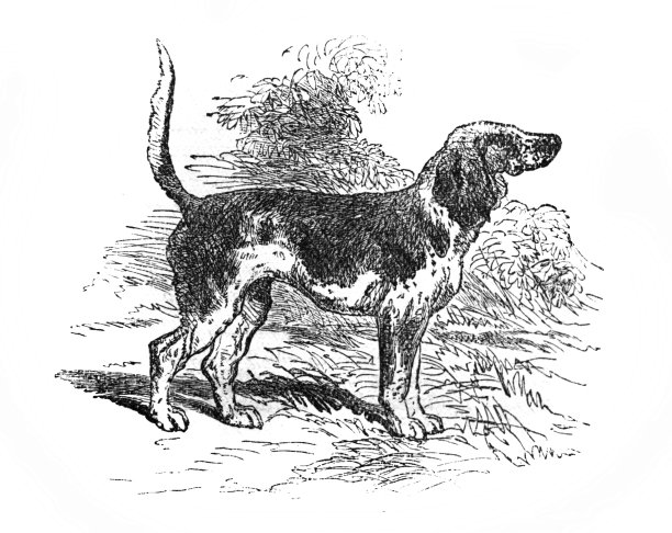 小猎犬的形象出现在《大英百科全书》第七卷，作者C.布雷克，1877年，爱丁堡图片下载