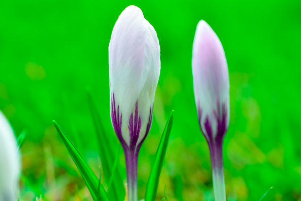 公园里的番红花图片下载