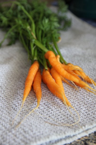 一小撮自家刚洗过的橙色胡萝卜放在抹布上晾干。图片下载