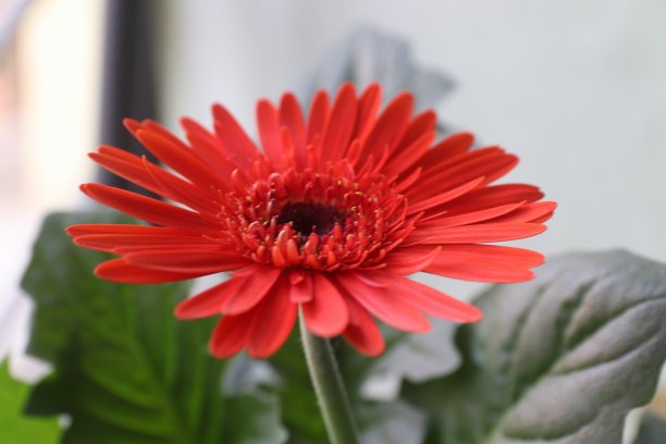 非洲菊图片下载