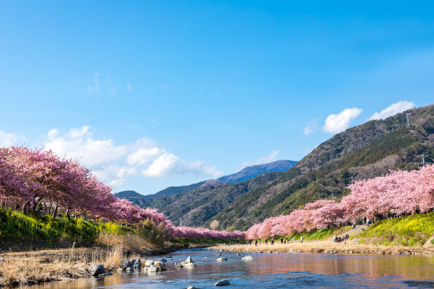 蓝天下的河津樱树图片下载