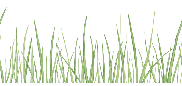 水彩草甸草本无缝边界与绿色的草孤立在白色的背景图片下载