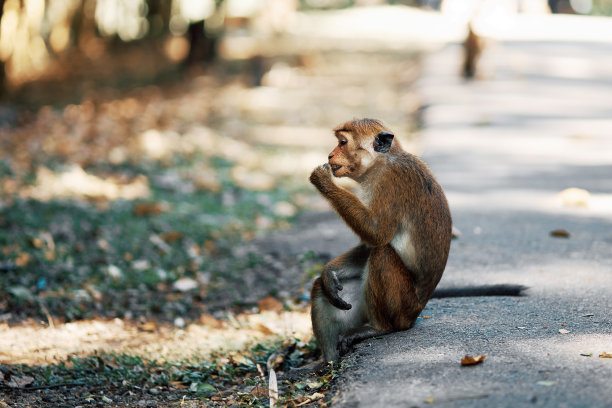 小猴子斜坐在柏油路上图片下载