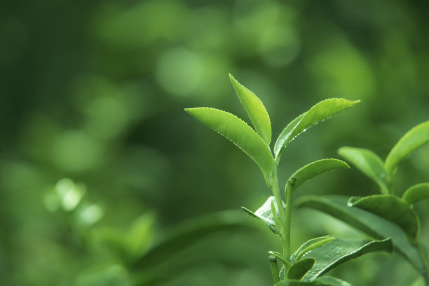 早上茶园里的绿茶图片下载