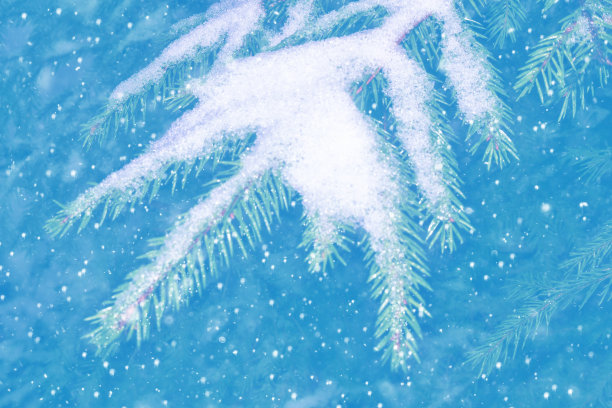 冰雪覆盖的冬季森林。图片下载