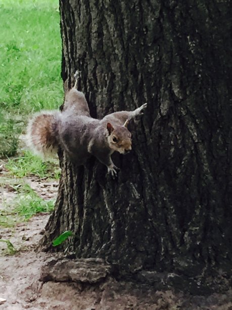 纽约曼哈顿美国中央公园的松鼠图片下载