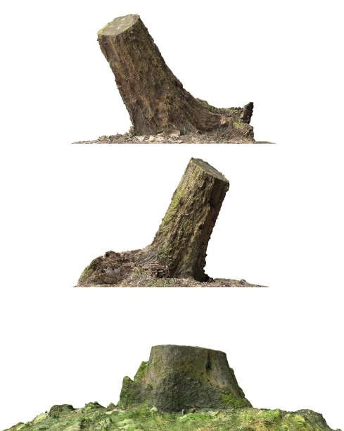 树桩死树孤立的白色3d插图图片下载