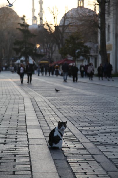 只流浪猫图片下载