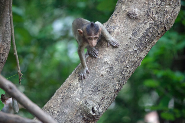 可爱的猴子图片下载