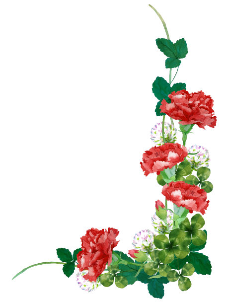 红色康乃馨和白色三叶草图片下载