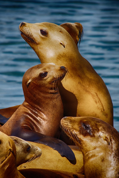 加州海狮。在旧金山图片下载