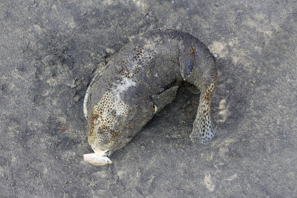 被冲上岸的黑河豚，科瓦拉姆，喀拉拉邦，印度图片下载