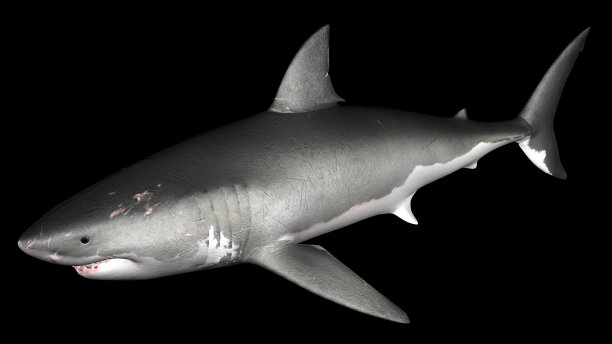大白鲨被隔离。前角3D渲染图片下载
