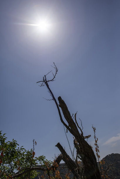 太阳下的枯树图片下载