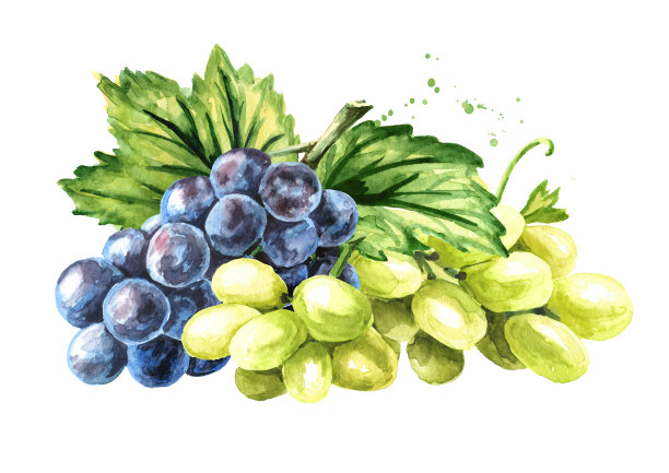 一串串绿色和蓝色的葡萄。手绘水彩插图孤立的白色背景图片下载