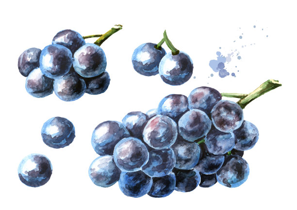 蓝色伊莎贝拉葡萄集。手绘水彩水平插图，孤立在白色背景图片下载