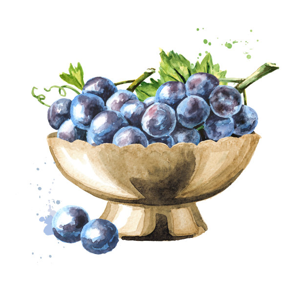 碗里有绿色叶子的蓝色伊莎贝拉葡萄。手绘水彩水平插图，孤立在白色背景图片下载