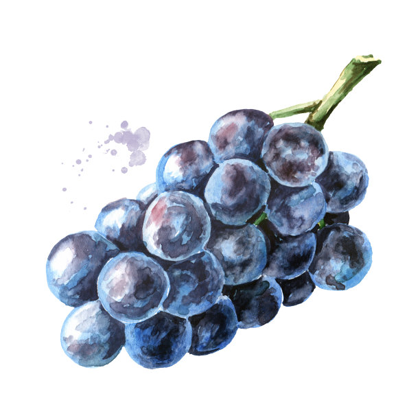 蓝色的伊莎贝拉葡萄。手绘水彩水平插图，孤立在白色背景图片下载