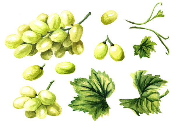 绿色的葡萄与绿色的叶子设置，手绘水彩水平插图孤立在白色的背景图片下载