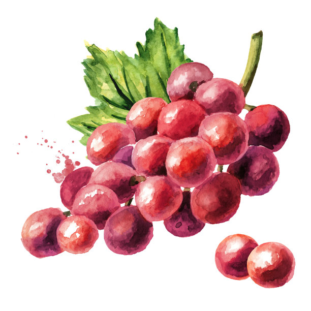 红葡萄绿叶。手绘水彩水平插图，孤立在白色背景图片下载